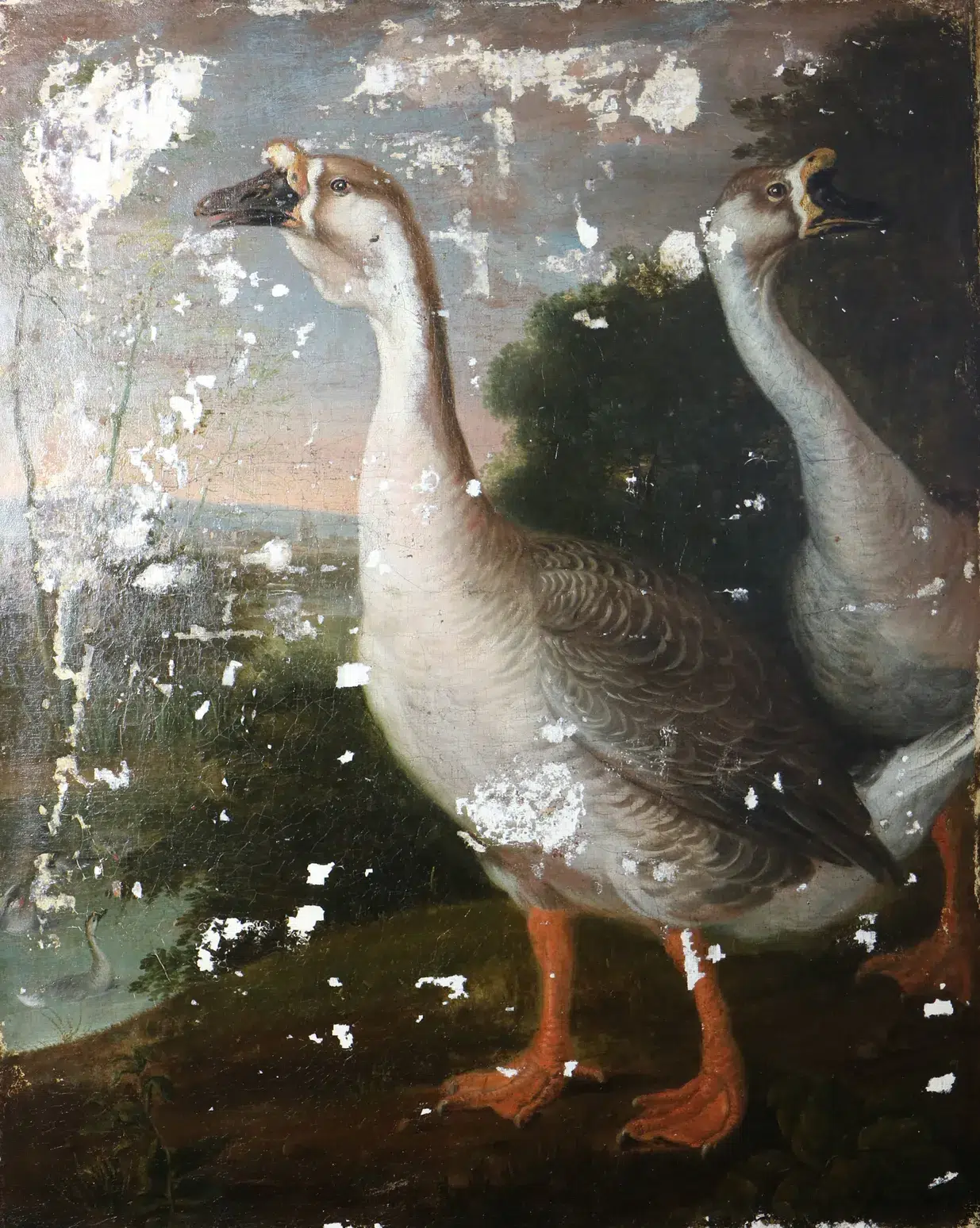 Deux oiseaux ou oiseaux aquatiques, Anonyme, XIXes, 91 x 75 cm, musée Inguimbertine, Carpentras